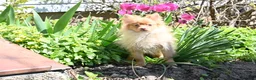 Pomeranian dogs for sale: Tommy - Ad 2