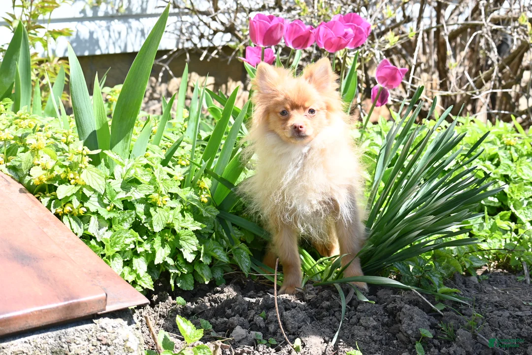 Pomeranian dogs for sale: Tommy - Ad 2