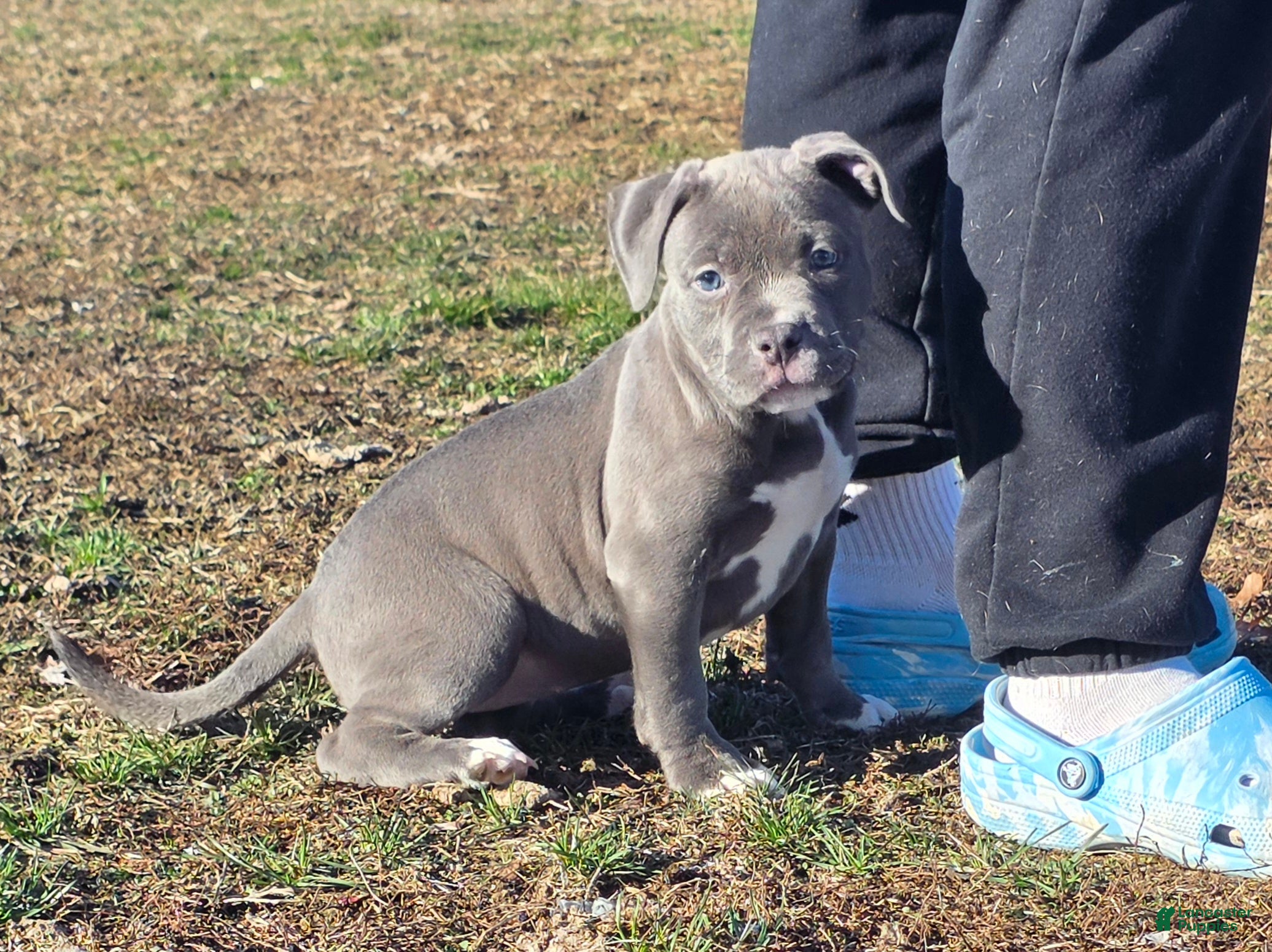 American Bully dogs Trixie - Ad 2