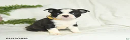 Boston Terrier dogs for sale: Buddy - Ad 2