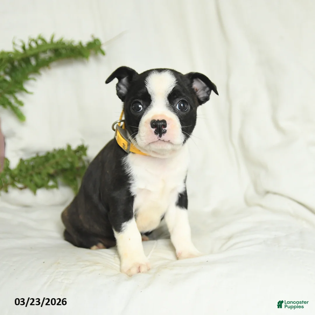 Boston Terrier dogs for sale: Buddy - Ad 2