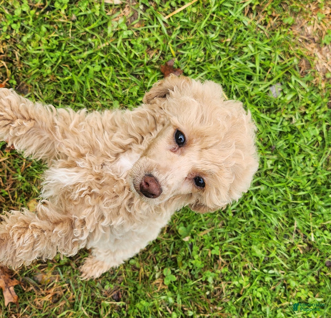 Toy Poodle dogs for sale: Happy  - Ad 4
