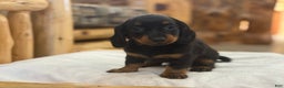 Miniature Dachshund dogs for sale: Pixie - Ad 4