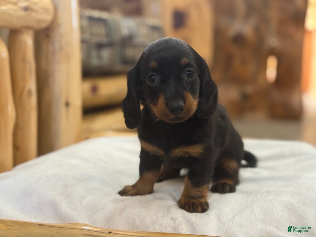 Miniature Dachshund dogs for sale: Pixie - Ad 4