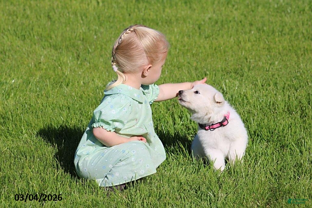 German Shepherd dogs Alexis - Ad 1