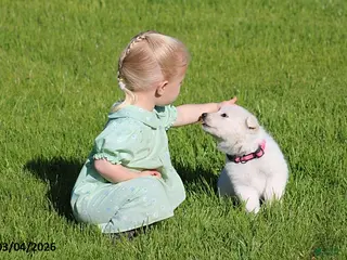 German Shepherd dogs for sale: Alexis - Ad 3