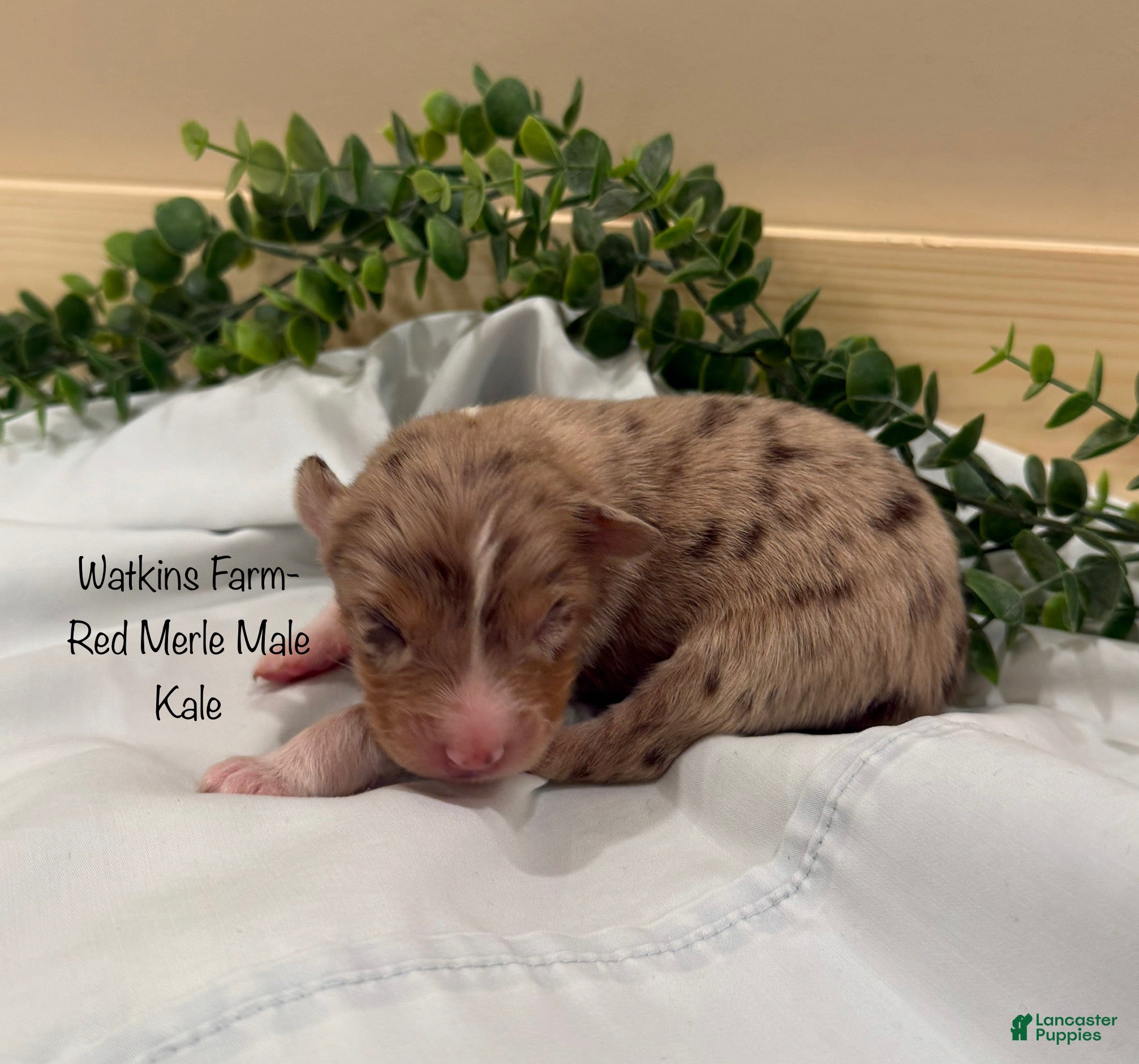 Australian Shepherd dogs Kale - Ad 1