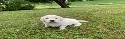 Golden Retriever dogs for sale: Dewey - Ad 10