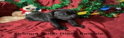 Cane Corso dogs for sale: Orange - Ad 4