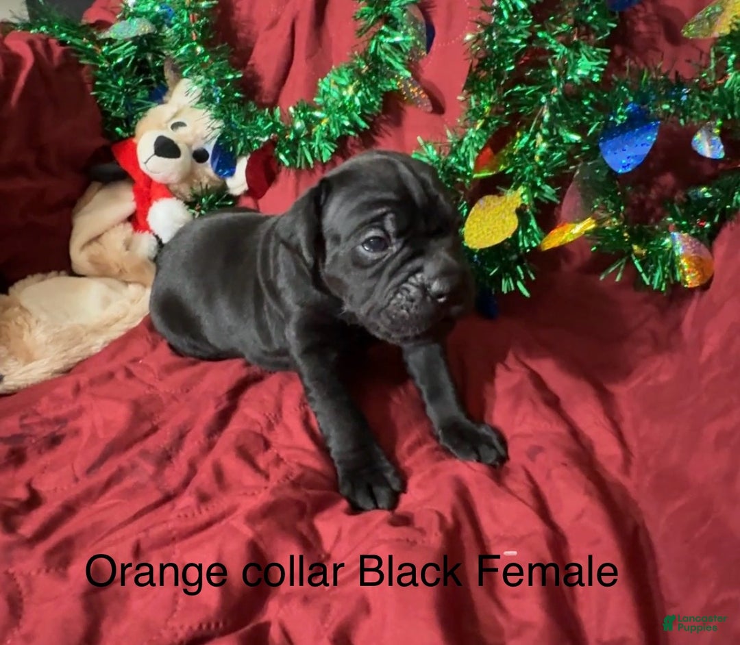 Cane Corso dogs for sale: Orange - Ad 4