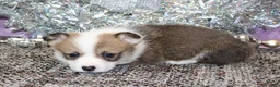 Welsh Corgi Pembroke dogs for sale: Carlotta - Ad 14