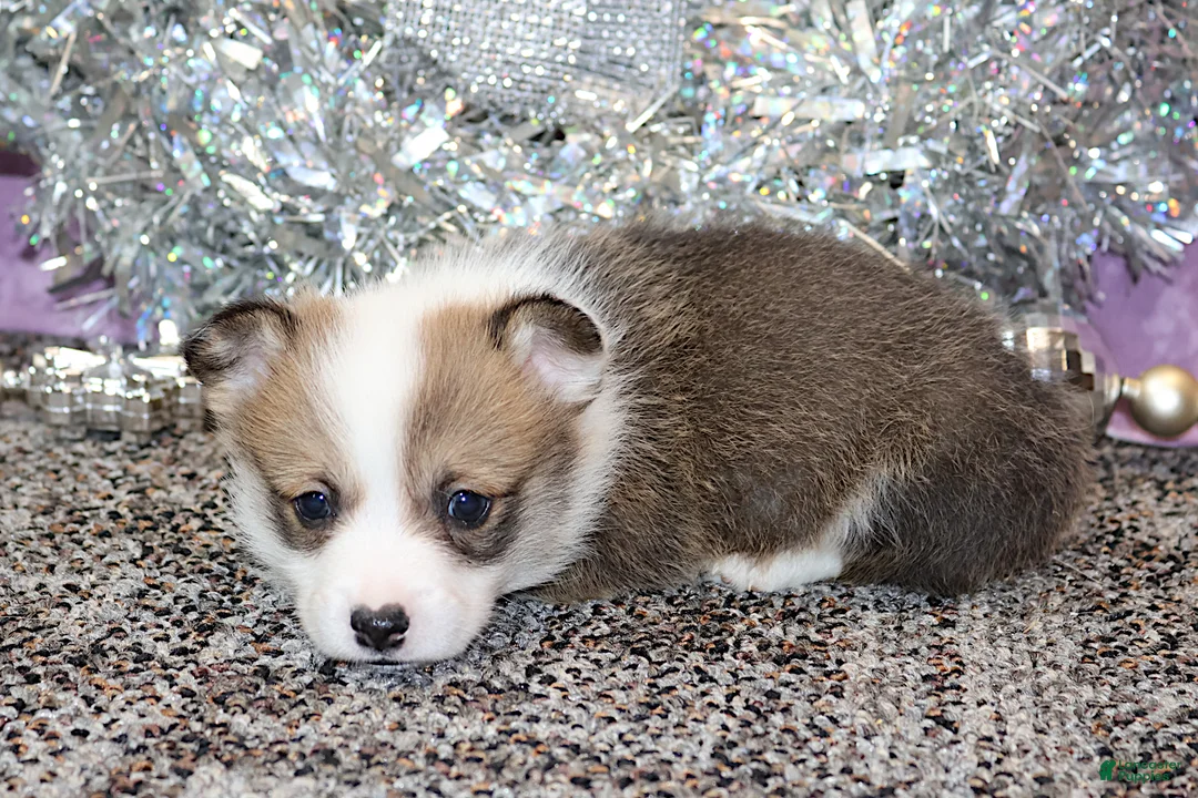 Welsh Corgi Pembroke dogs for sale: Carlotta - Ad 14