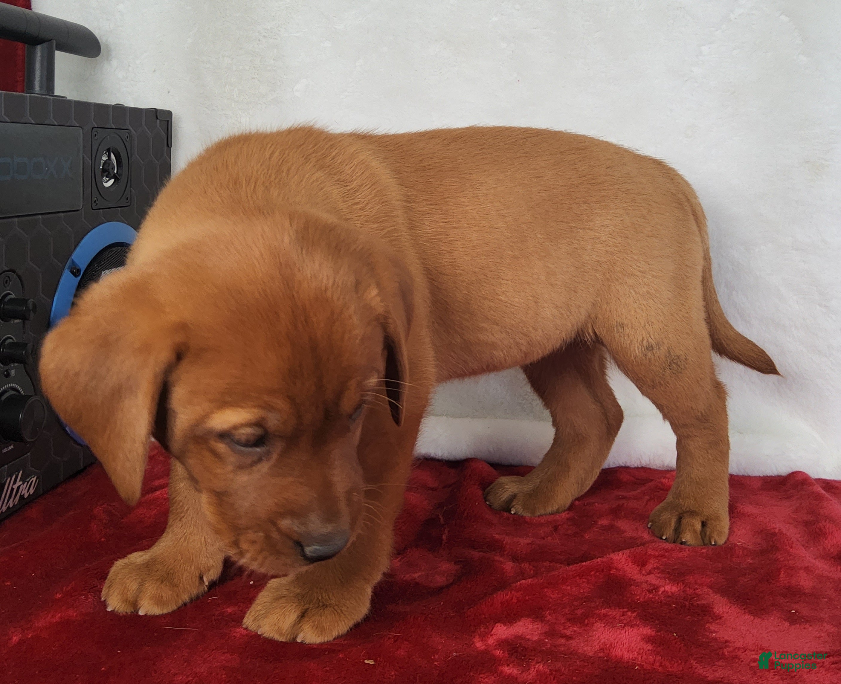 Labrador Retriever dogs for sale: Rani - Ad 2