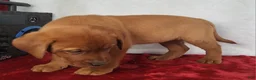 Labrador Retriever dogs for sale: Rani - Ad 2