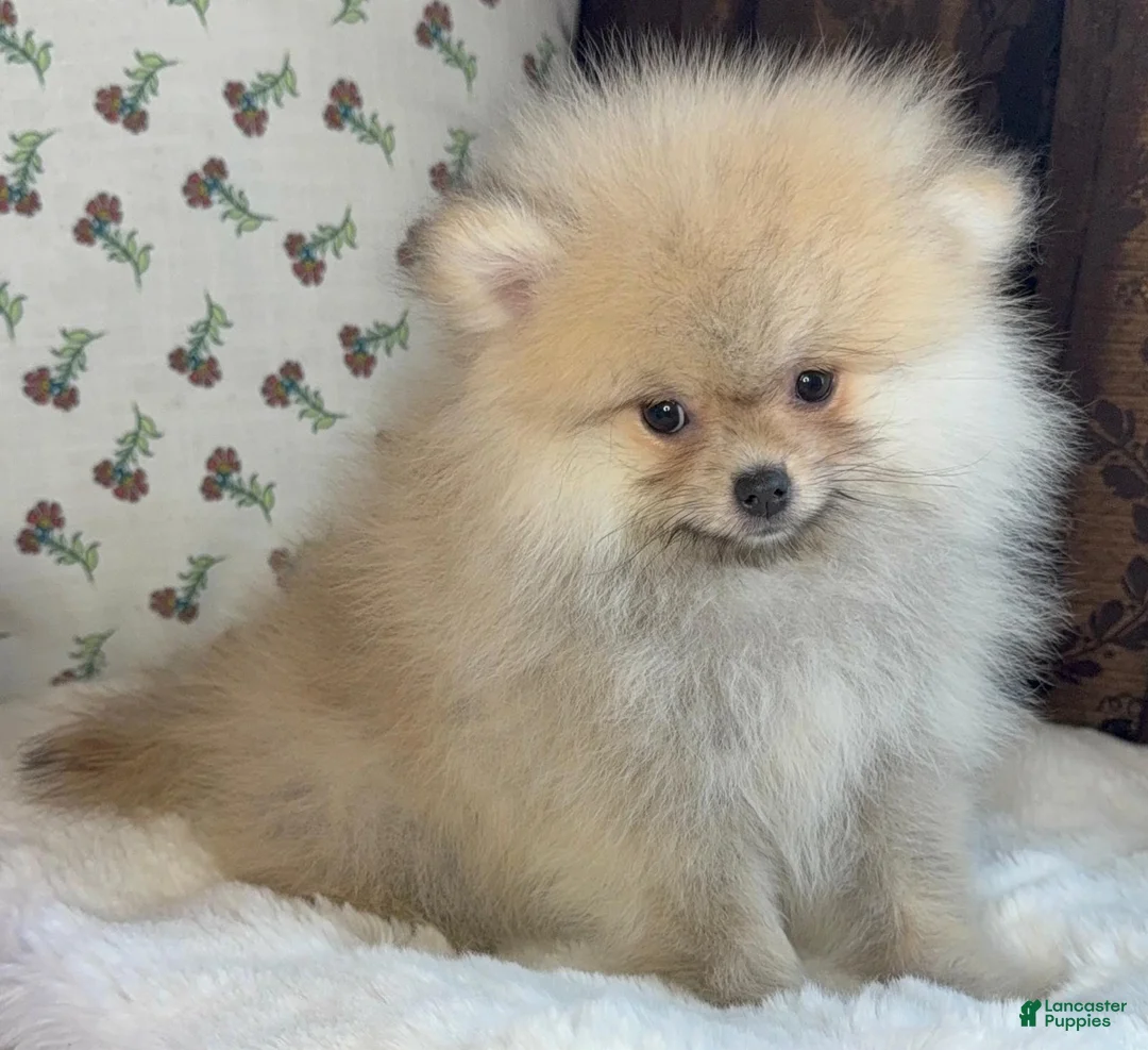 Pomeranian dogs for sale: Pomeranian Puppy Lucy - Ad 3