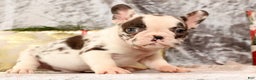 French Bulldog dogs for sale: Jenkins - Ad 5