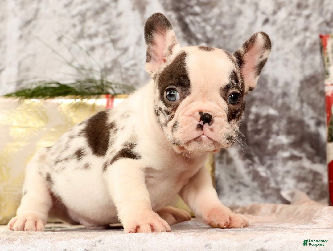 French Bulldog dogs for sale: Jenkins - Ad 5