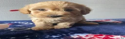 Havapoo dogs for sale: Barney - Ad 4