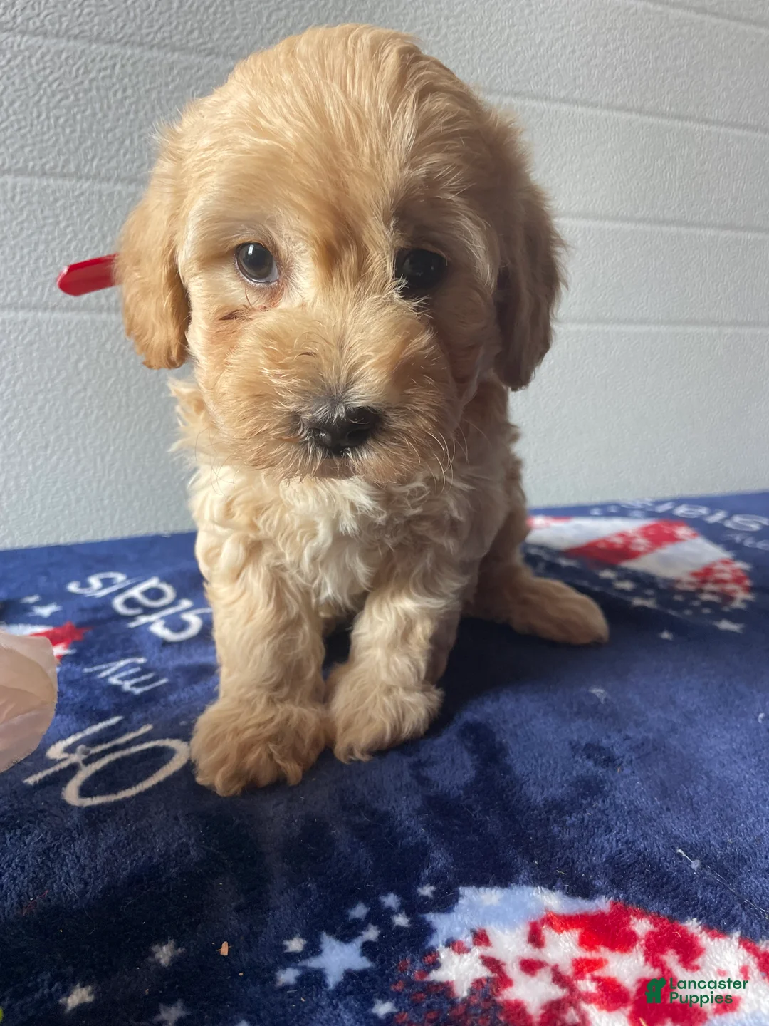 Havapoo dogs for sale: Barney - Ad 4