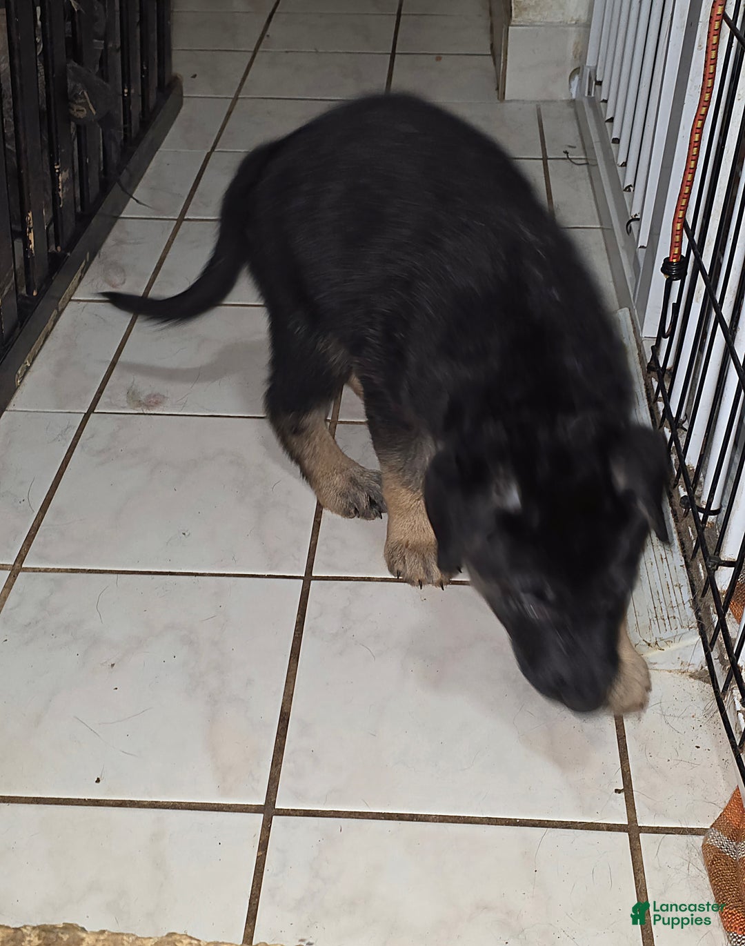 German Shepherd dogs for sale: Luna (8) - Ad 3