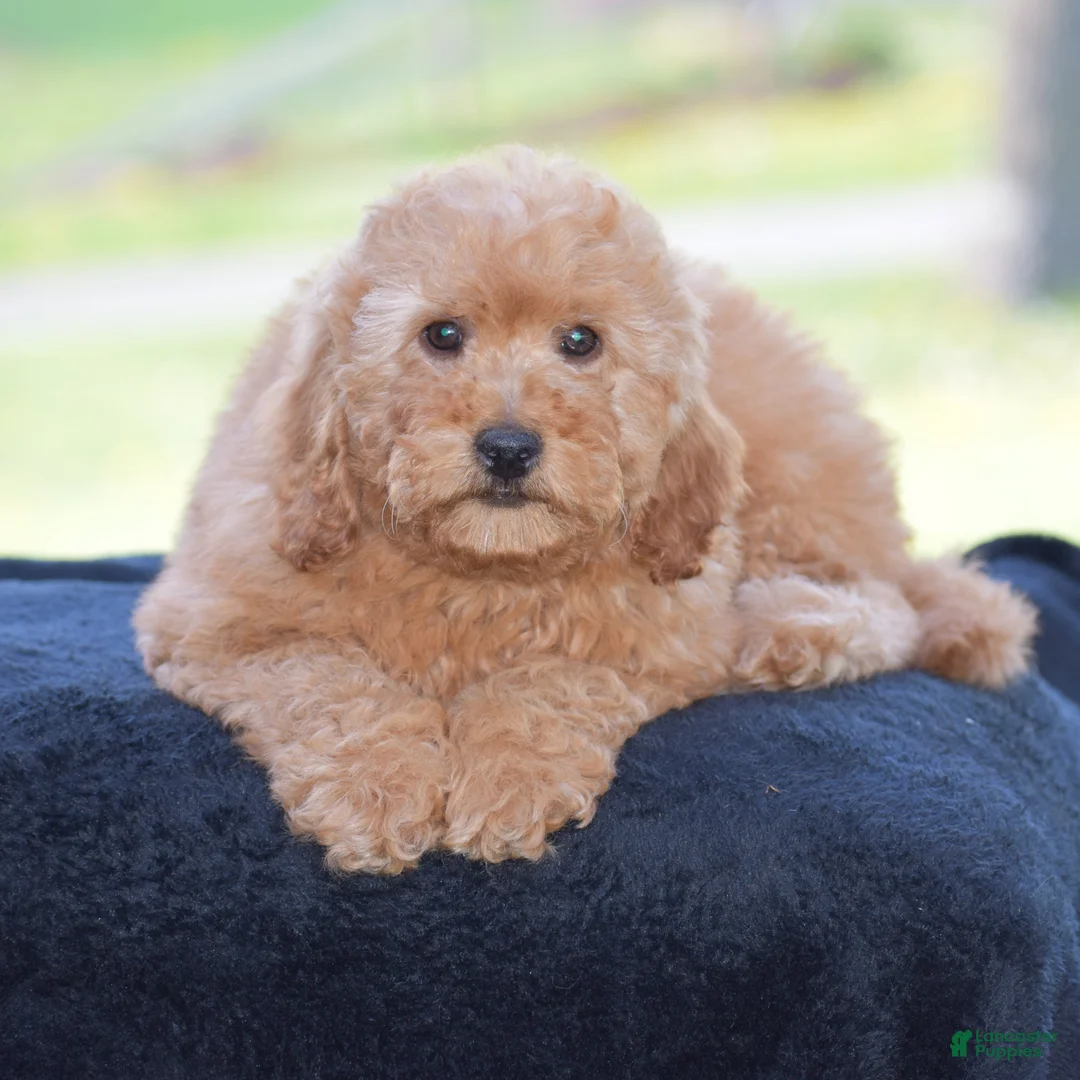 Mini Goldendoodle dogs for sale: Whitney - Ad 2