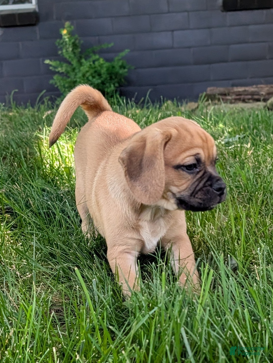 Puggle dogs Kevin  - Ad 2