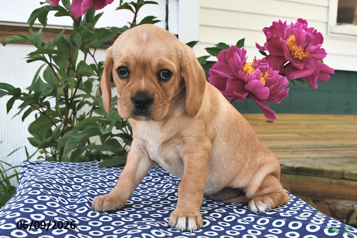 Mixed Breed dogs Cassie   - Ad 1