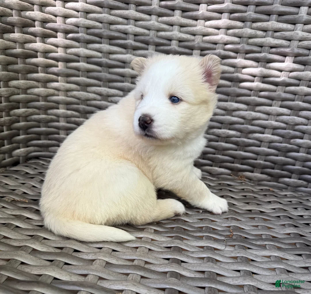 Pomsky dogs for sale: Rosalind - Ad 1