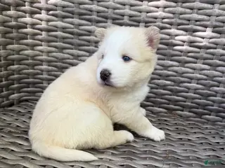 Pomsky dogs for sale: Rosalind - Ad 2