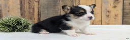 Welsh Corgi Pembroke dogs for sale: Felicity  - Ad 4
