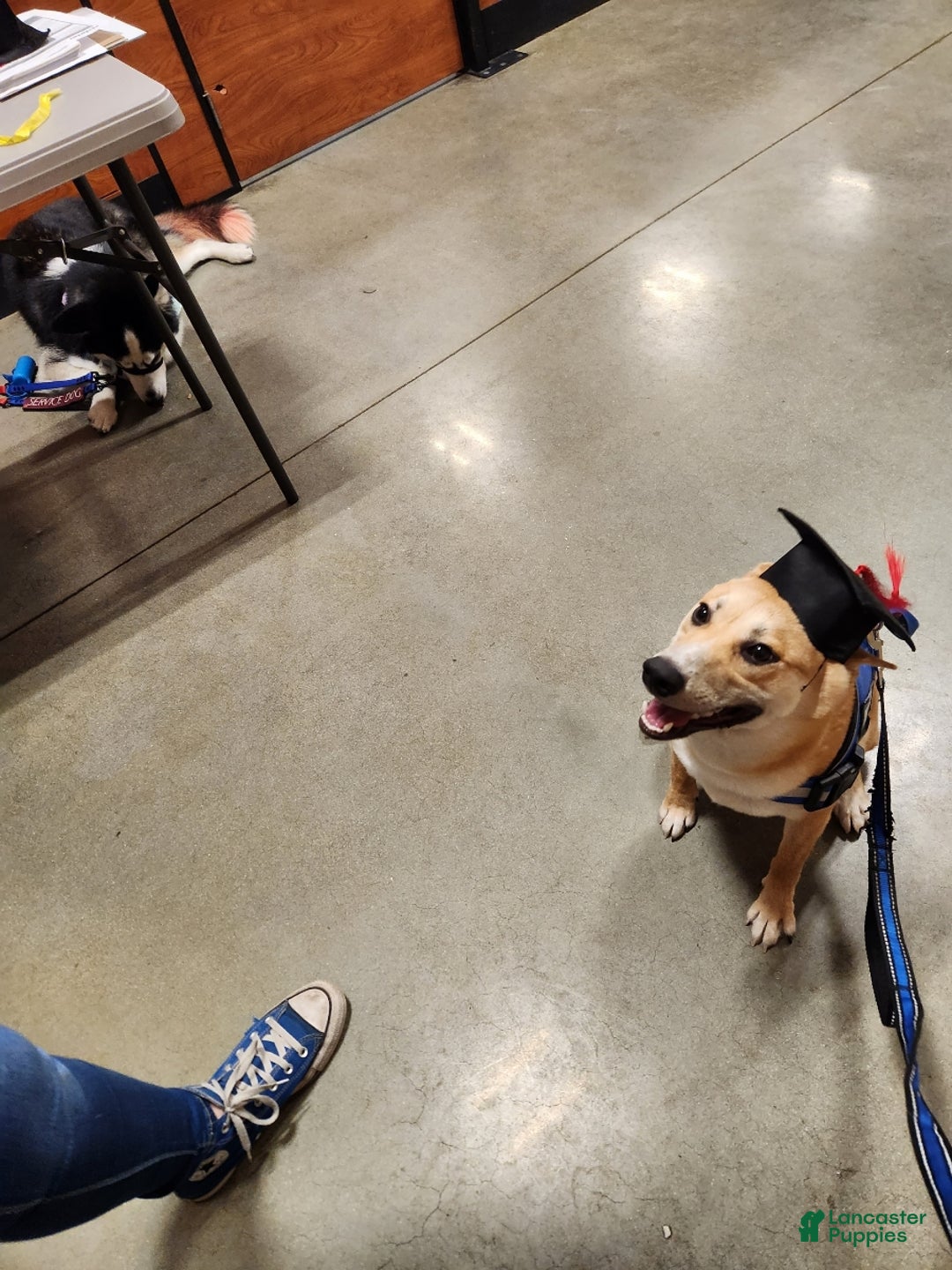 Shiba Inu dogs for stud: Akio Prince Zeke Apache Lou - Ad 3