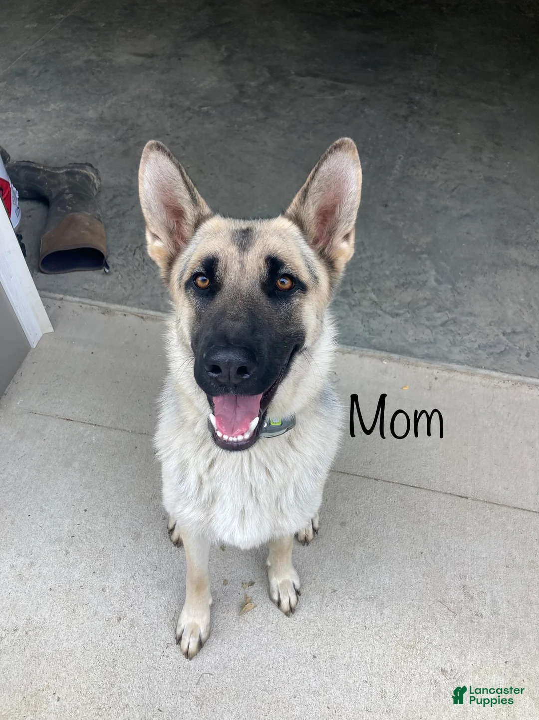 German Shepherd dogs for sale: German Shepherd Puppy 1 - Ad 4