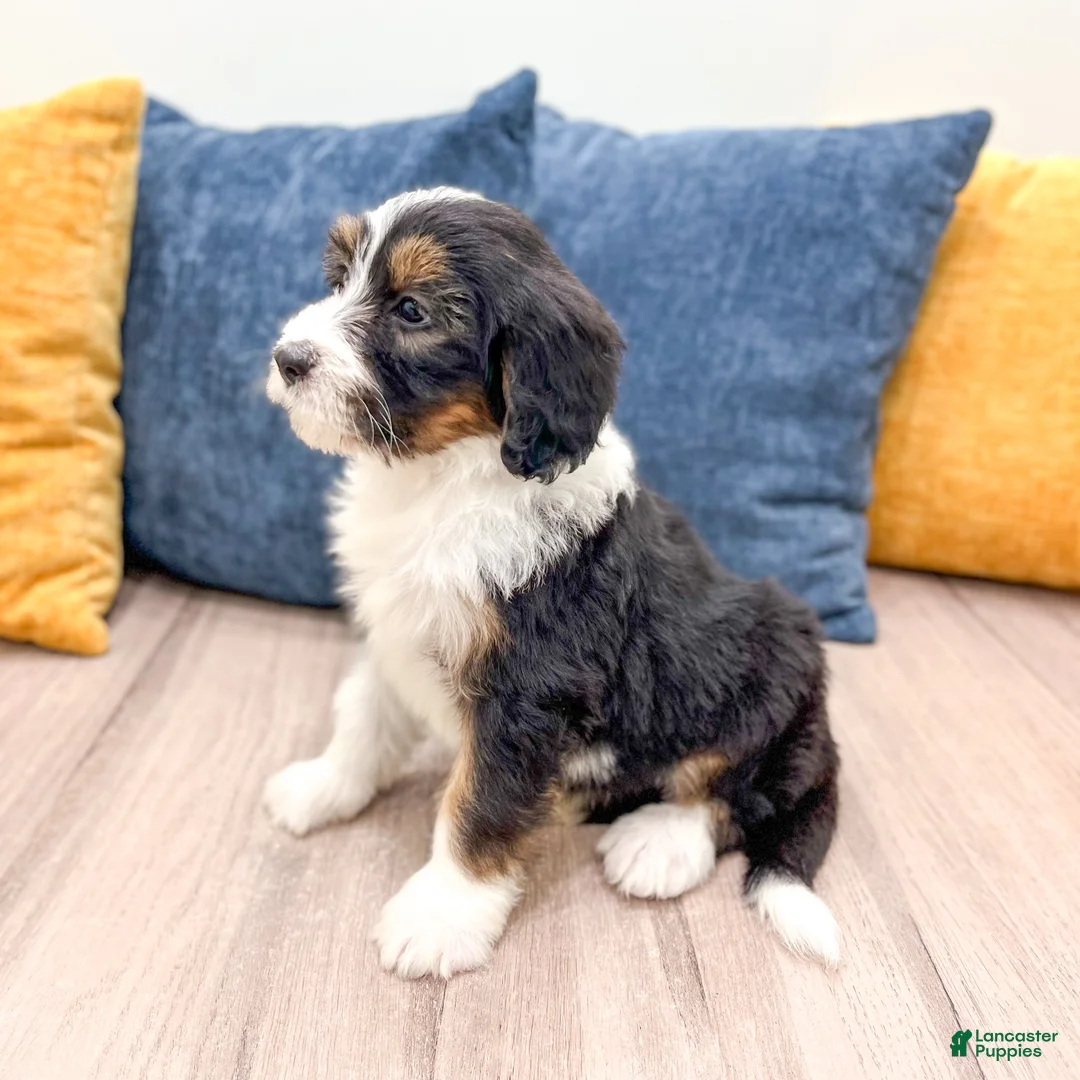 Bernedoodle dogs for sale: Birdie - Ad 1