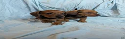 Miniature Dachshund dogs for sale: Hazel - Ad 6