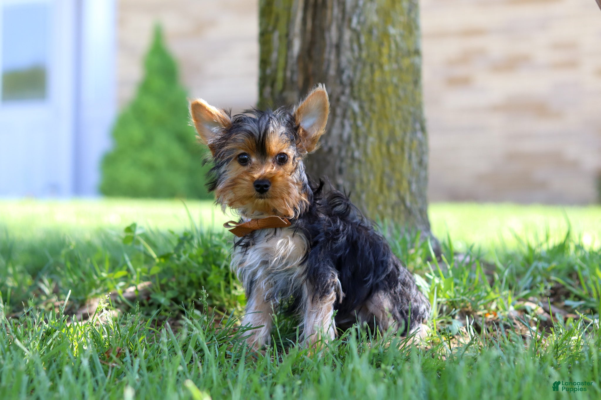 Yorkshire Terrier dogs Connor - Ad 1