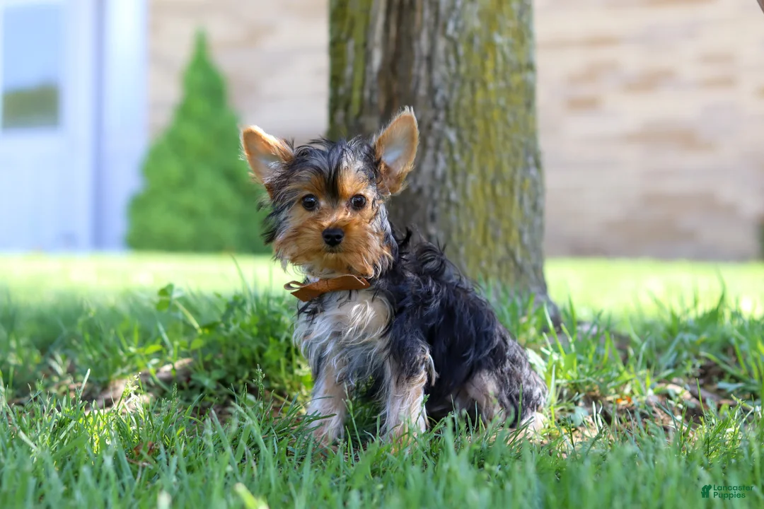 Yorkshire Terrier dogs for sale: Connor - Ad 1
