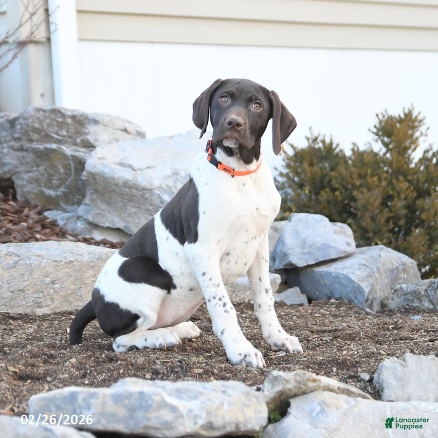 German Shorthaired Pointer dogs Gabby - Ad 1