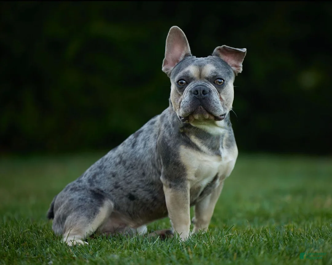 French Bulldog dogs for sale: Jewel - Ad 12
