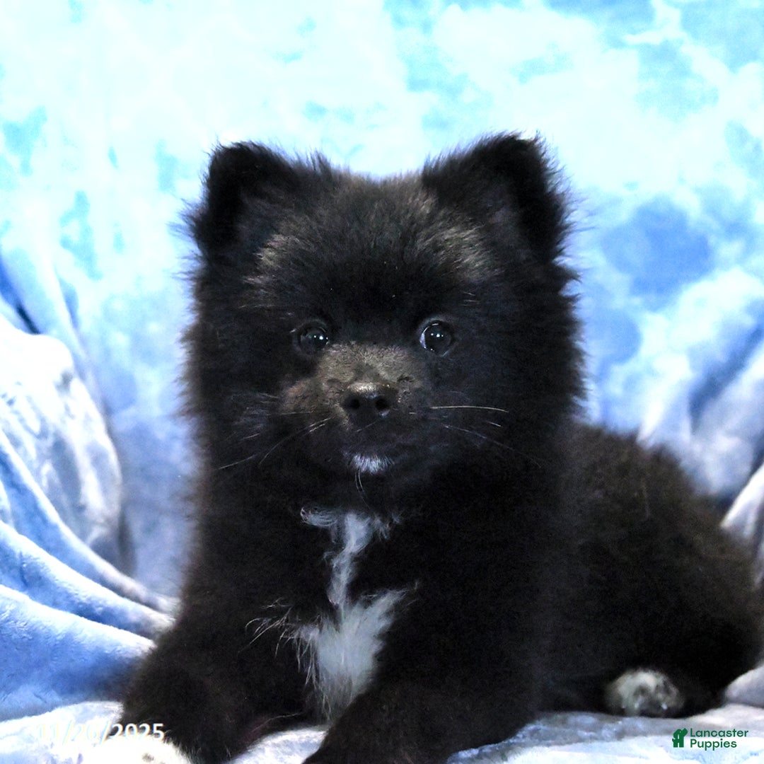 Pomeranian dogs for sale: Tigger - Ad 5
