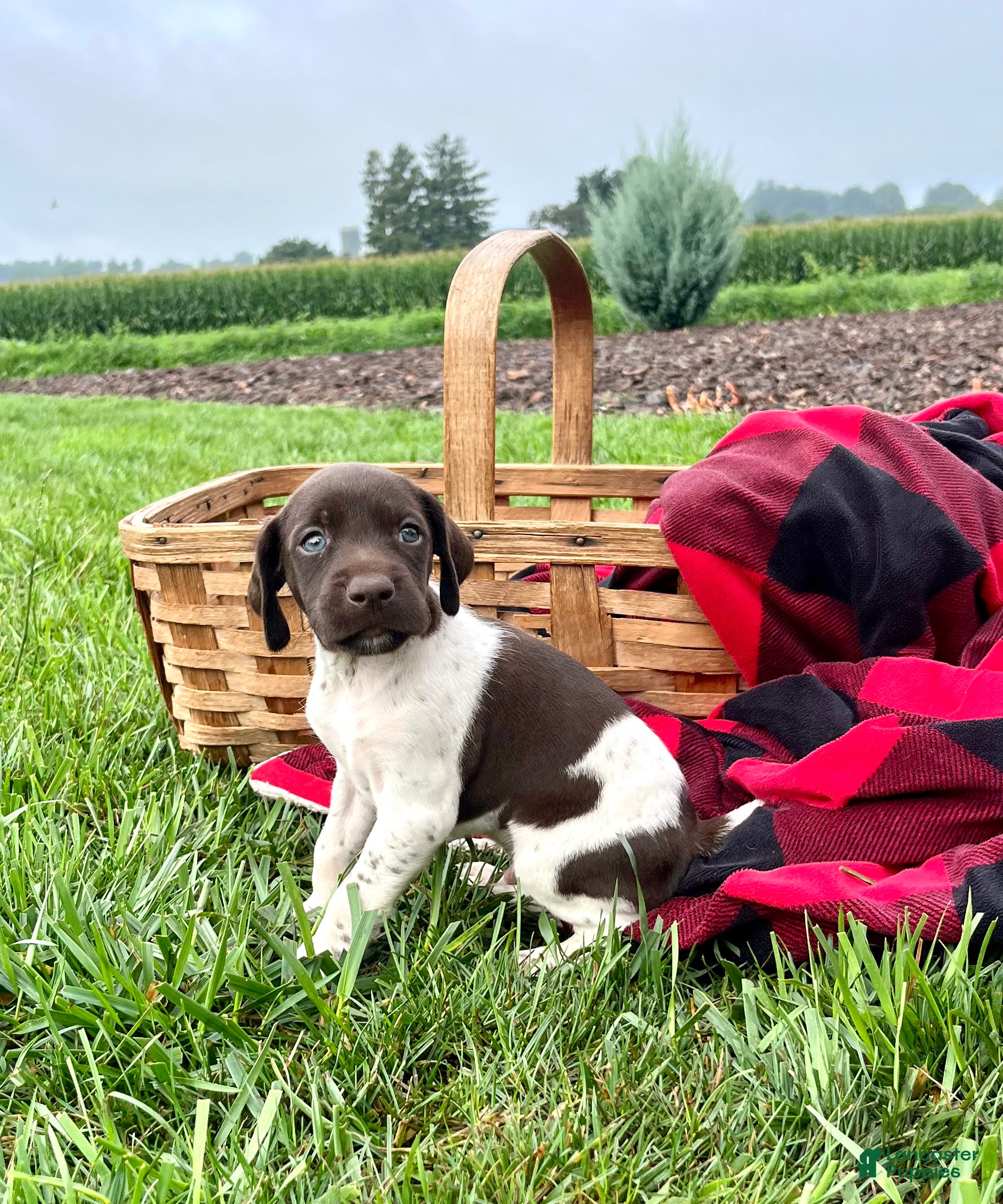 German Shorthaired Pointer dogs Rusty ❤️Akc🐾 text or call - Ad 2