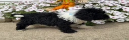 Miniature Poodle dogs for sale: Max - Ad 4