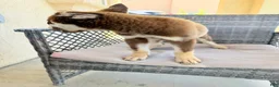 Pitsky dogs for sale: Pitsky 2 - Ad 2
