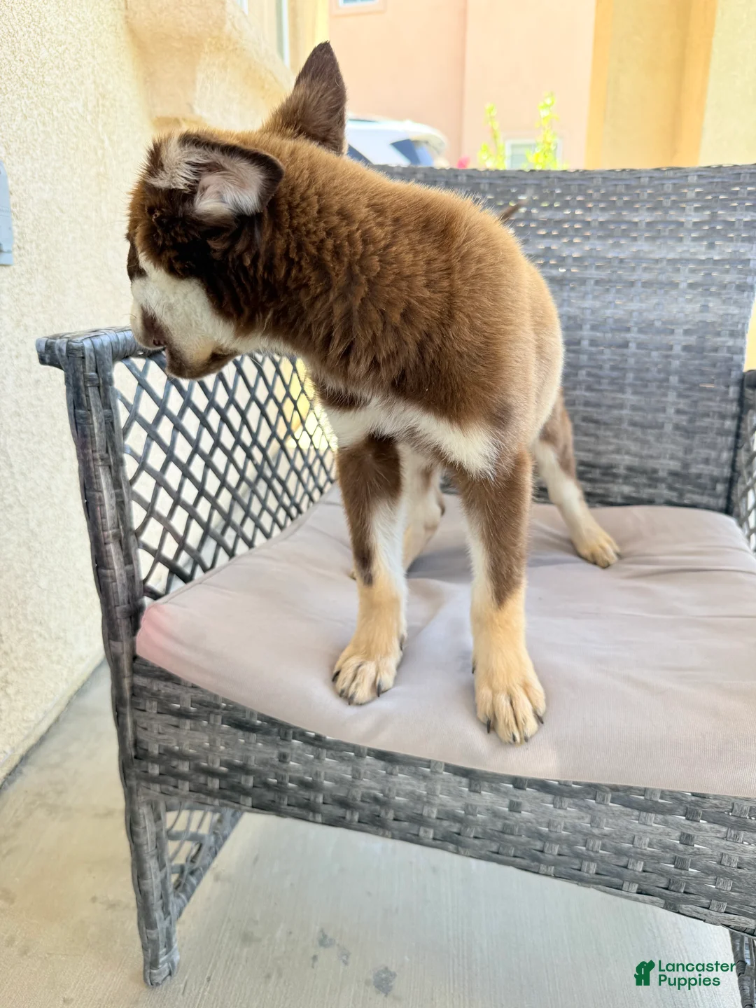 Pitsky dogs for sale: Pitsky 2 - Ad 2