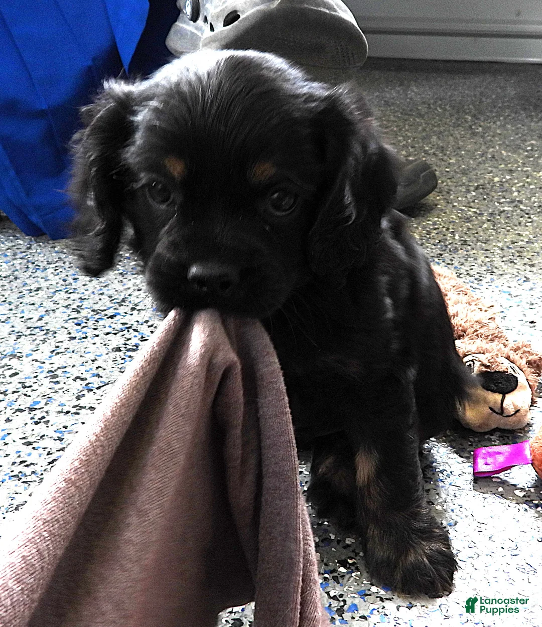 Mixed Breed dogs for sale: #2 Male of Blackie's - Ad 2