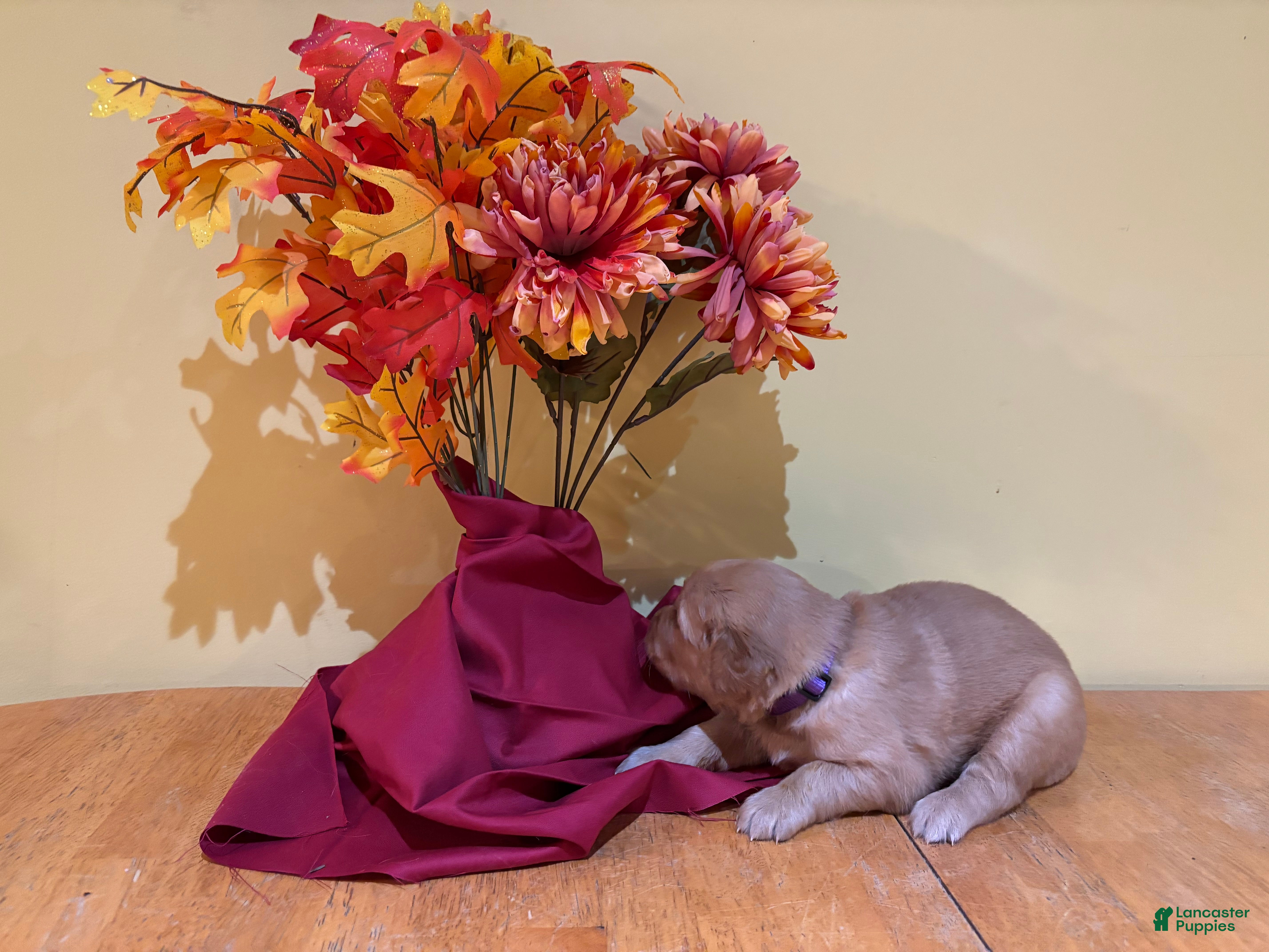 Golden Retriever dogs for sale: Miss Purple - Ad 2