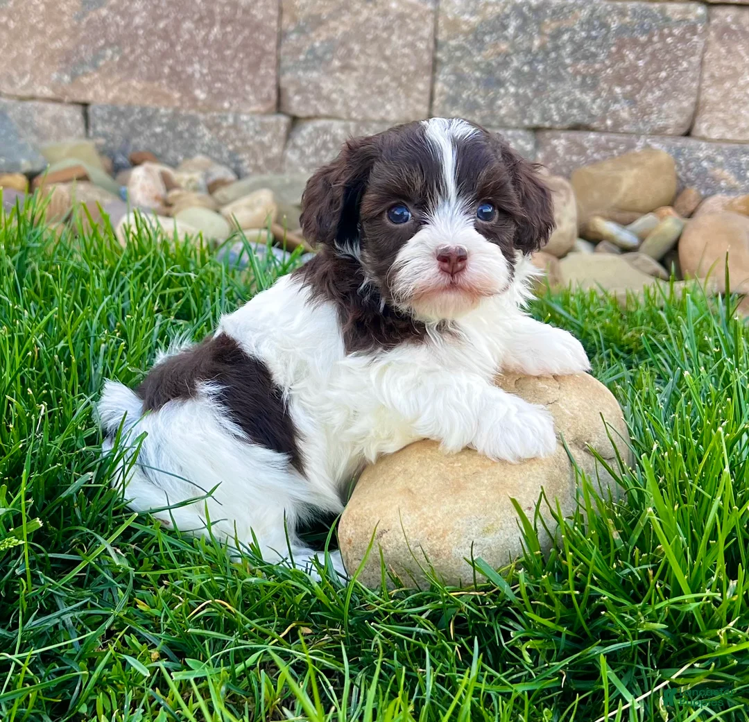 Havapoo dogs for sale: Mindy - Ad 1