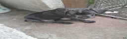Cane Corso dogs for sale: Cane Corso 5 - Ad 5