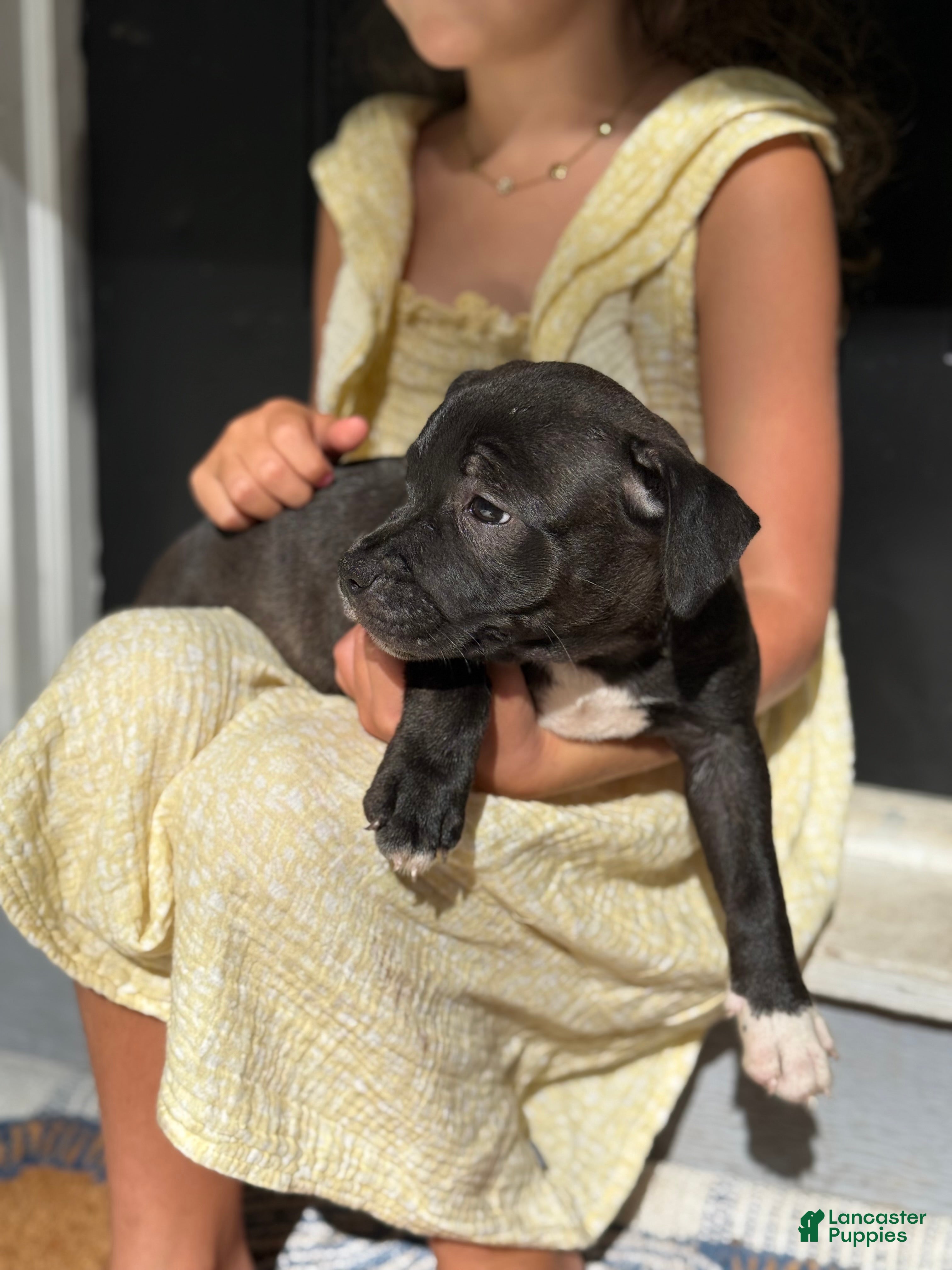 Staffordshire Bull Terrier dogs for sale: Staffordshire Bull Terrier 6 - Ad 1
