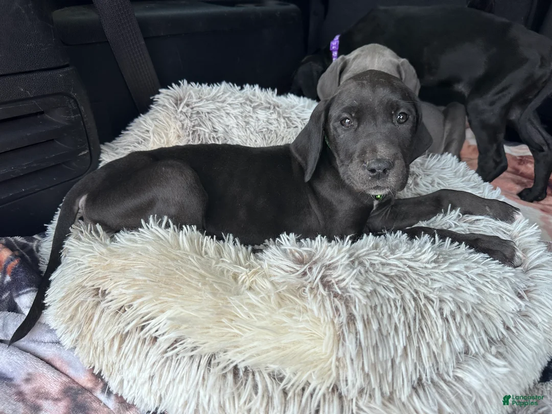 Great Dane dogs for sale: Shadow  - Ad 5