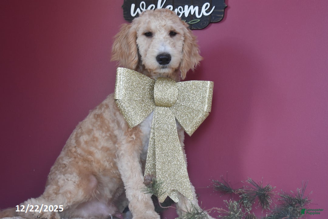 Goldendoodle dogs for sale: Gavin - Ad 3